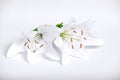 White lily,background, flowers close up, pistil and stamens Royalty Free Stock Photo