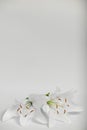 White lily,background, flowers close up, pistil and stamens Royalty Free Stock Photo