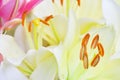 White lily,background, flowers close up, pistil and stamens Royalty Free Stock Photo