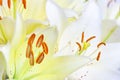 White lily,background, flowers close up, pistil and stamens Royalty Free Stock Photo