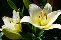 white lily on a background of green leaves Royalty Free Stock Photo