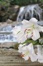 White lily Royalty Free Stock Photo