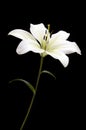 White lily on black