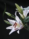 White Lily on Black Royalty Free Stock Photo