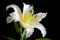 White lily on black background Royalty Free Stock Photo