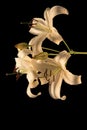 White lily on a black background. Royalty Free Stock Photo