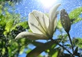 White lily bloom rain Royalty Free Stock Photo