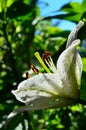 White lily bloom rain Royalty Free Stock Photo