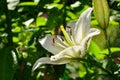 White lily bloom rain Royalty Free Stock Photo