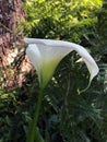 White lily blooming on the branch Royalty Free Stock Photo