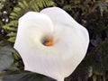 White lily blooming on the branch top view Royalty Free Stock Photo