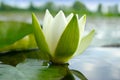 White lily blooming lake on the background of green leaves Royalty Free Stock Photo