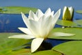 White lily blooming lake on the background of green leaves Royalty Free Stock Photo