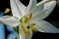 White lily, blooming and very beautiful Royalty Free Stock Photo