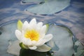 White Lily blooms on the lake. Beautiful white water Lily. Flower on the water surface, close-up Royalty Free Stock Photo
