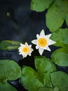 White Lily blooms on the pond. Beautiful white water lilies. Flower on the water surface, close-up Royalty Free Stock Photo