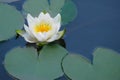 White Lily blooms on the pond. Beautiful water lilies of white color. Flower on the water surface, close-up Royalty Free Stock Photo