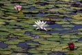 White Lily blooms on the pond. Beautiful water lilies of white color. Royalty Free Stock Photo