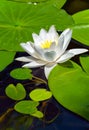 White lily in the blue water of a forest lake Royalty Free Stock Photo