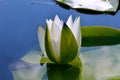 White lily in the blue water Royalty Free Stock Photo