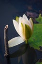 White lily in the blue water of the lake among the green leaves Royalty Free Stock Photo