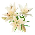 White lily bouquet Royalty Free Stock Photo