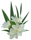 White lily bouquet flowers isolated Royalty Free Stock Photo