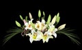 White Lily Bouquet Royalty Free Stock Photo