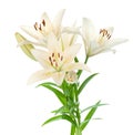 White lily bouquet Royalty Free Stock Photo