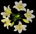White Lily bouquet on top Royalty Free Stock Photo