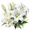 White Lily Watercolor Painting: Hyper-realistic Floral Art For Photoshop Royalty Free Stock Photo