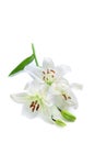 White lily branch, isolated on white Royalty Free Stock Photo