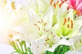 White lily bright sunny day, backgrounds, flowers close up, pistil and stamens Royalty Free Stock Photo