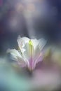 White lily bud in bokeh background Royalty Free Stock Photo