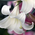 White lily bud closeup Royalty Free Stock Photo