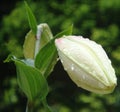 White Lily Bud Royalty Free Stock Photo