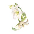 White lily and buds watercolor composition isolated on white. White flower botanical Illustration hand drawn. Lily