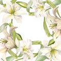 White lily and buds watercolor isolated on white. White flower and stem botanical Illustration hand drawn. Frame with