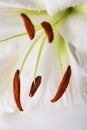 White lily close-up macro shot in studio on pastel background Royalty Free Stock Photo