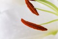 White lily close-up macro shot in studio on pastel background Royalty Free Stock Photo