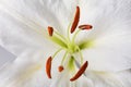 White lily close-up macro shot in studio on pastel background Royalty Free Stock Photo