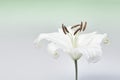 White lily close-up macro shot in studio on pastel background de Royalty Free Stock Photo