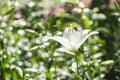 White lily. Close up of an oriental tiger lilly. Beautiful giant white lily flower close-up with green foliage at the background. Royalty Free Stock Photo