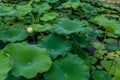 White lily with closed petals in pond with lily pads Royalty Free Stock Photo