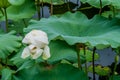 White lily with closed petals in pond with lily pads Royalty Free Stock Photo