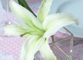 White lily on dining table