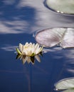 White lily floating on a blue water Royalty Free Stock Photo