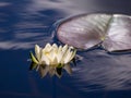 White lily floating on a blue water Royalty Free Stock Photo