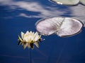 White lily floating on a blue water Royalty Free Stock Photo