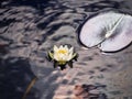 White lily floating on a blue water Royalty Free Stock Photo